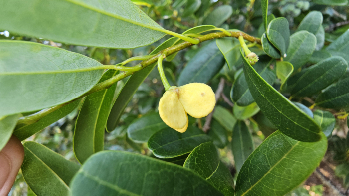 Annona maritima