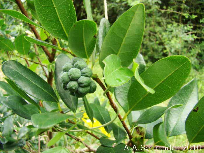 Annona maritima