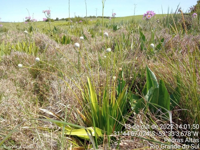 Eriocaulon gomphrenoides