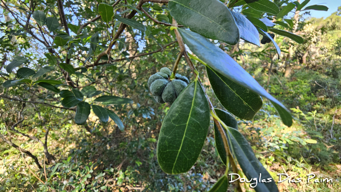 Annona maritima