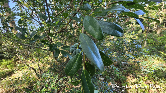 Annona maritima