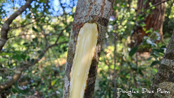 Annona maritima