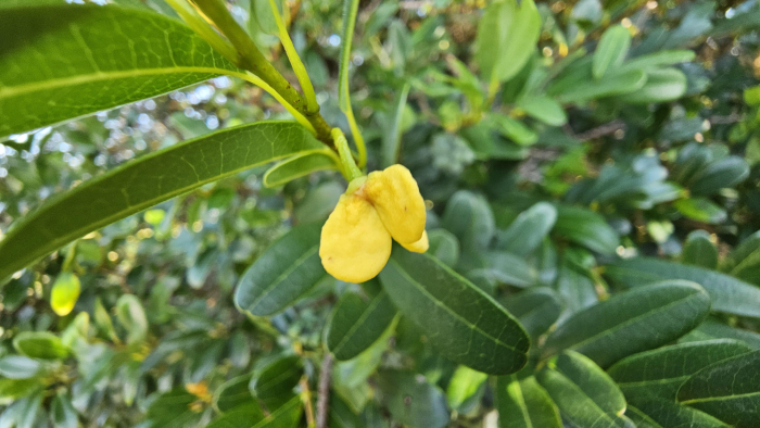 Annona maritima
