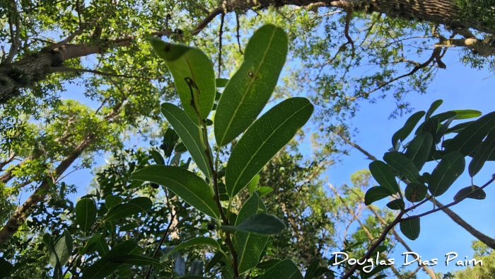 Annona maritima
