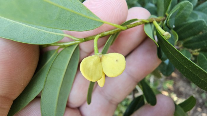 Annona maritima