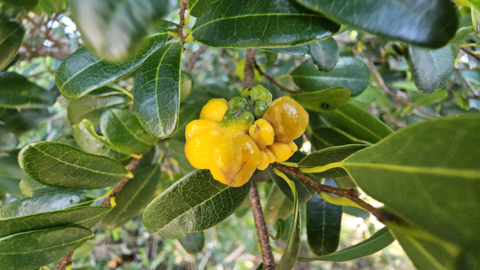 Annona maritima