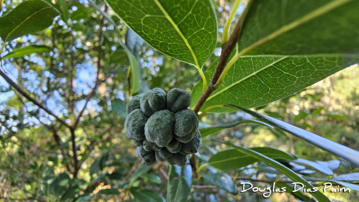 Annona maritima