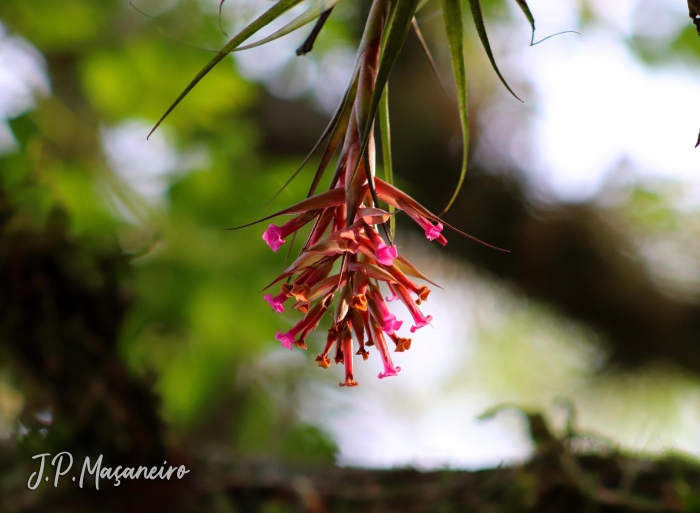 Tillandsia geminiflora