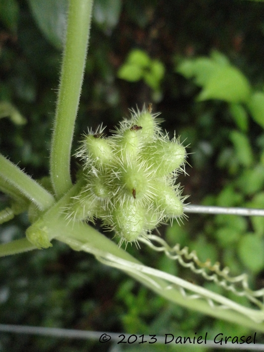 Sicyos polyacanthus