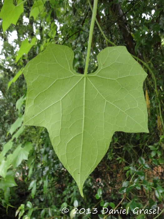 Sicyos polyacanthus