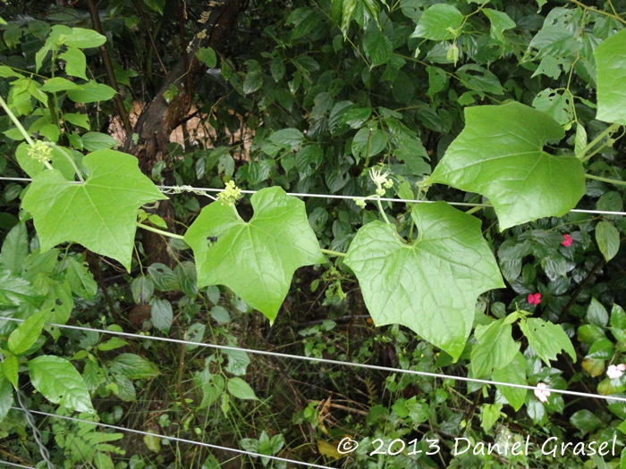 Sicyos polyacanthus