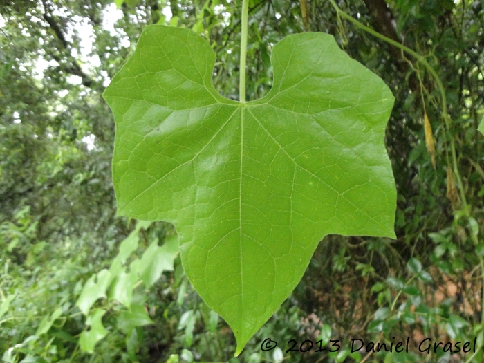 Sicyos polyacanthus