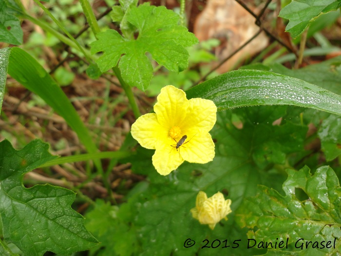 Momordica charantia