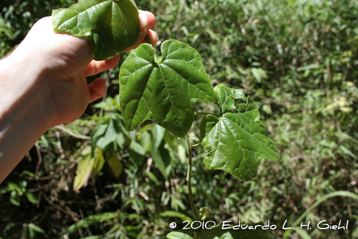 Fevillea trilobata