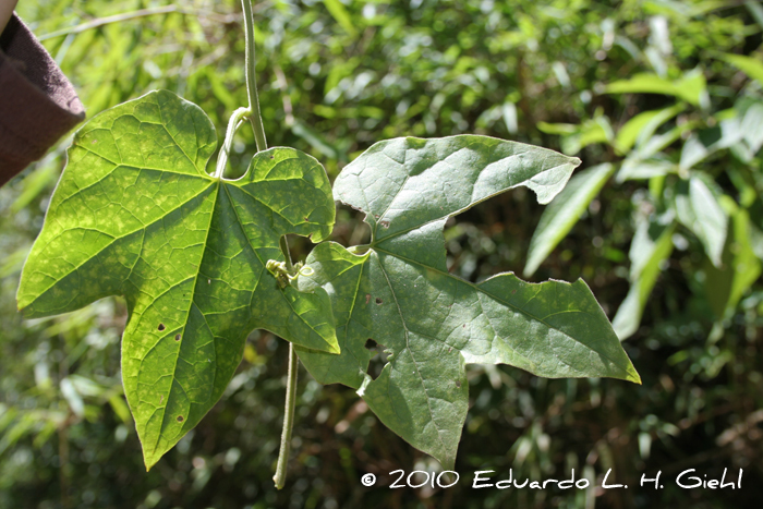 Fevillea trilobata