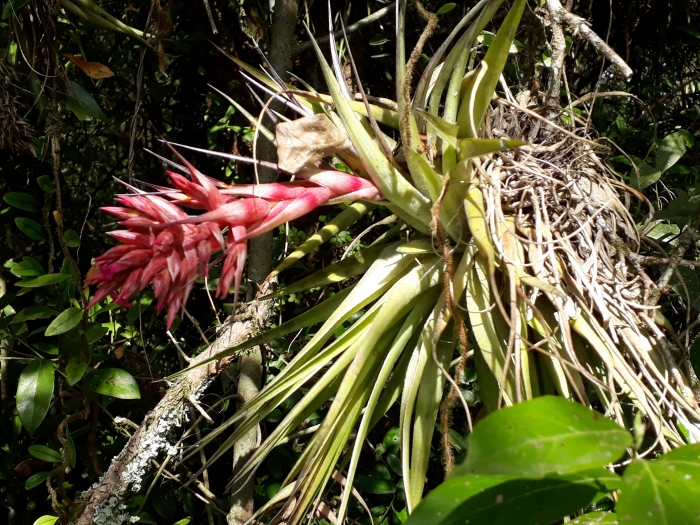 Tillandsia geminiflora