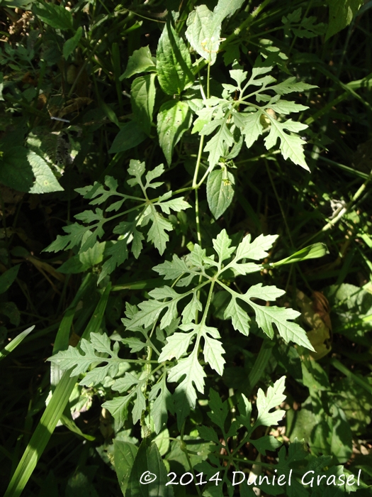 Cyclanthera tenuisepala