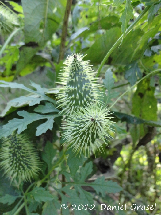 Cyclanthera tenuisepala