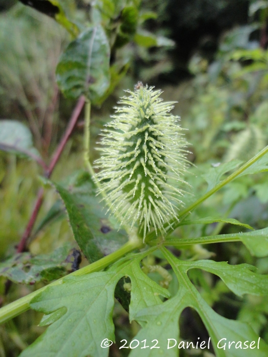 Cyclanthera tenuisepala