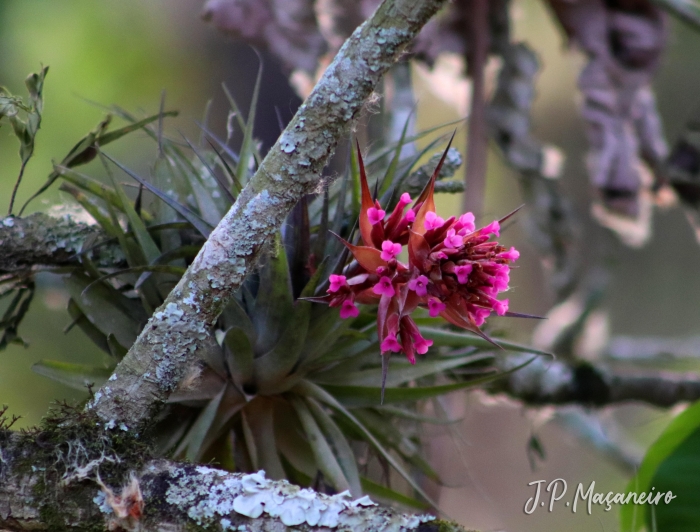 Tillandsia geminiflora