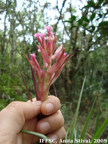Tillandsia geminiflora