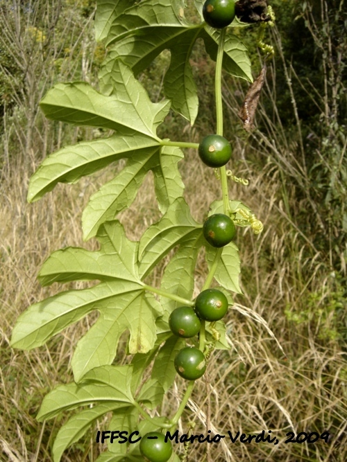 Cayaponia palmata