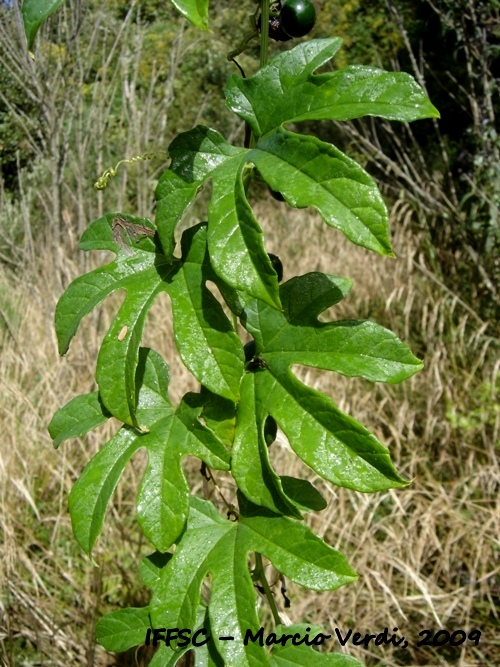 Cayaponia palmata