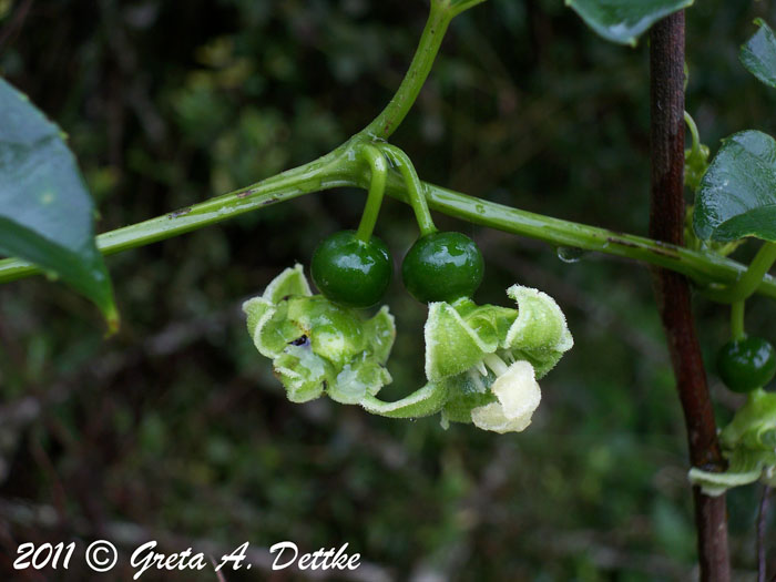 Cayaponia palmata