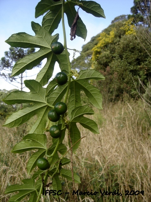 Cayaponia palmata