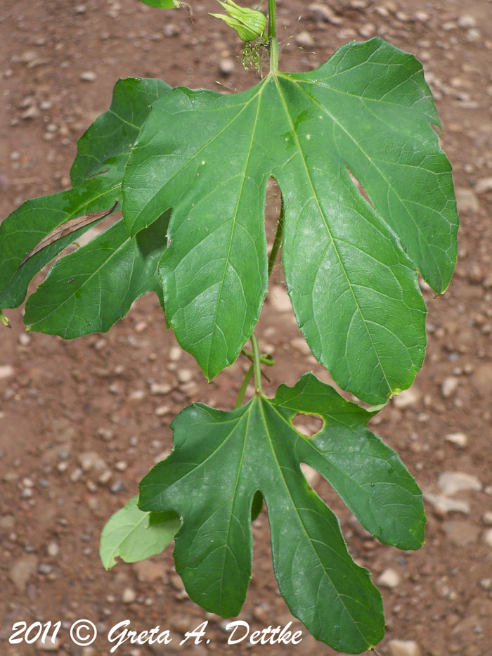 Cayaponia palmata