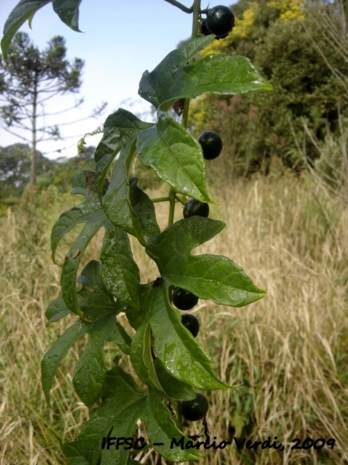 Cayaponia palmata