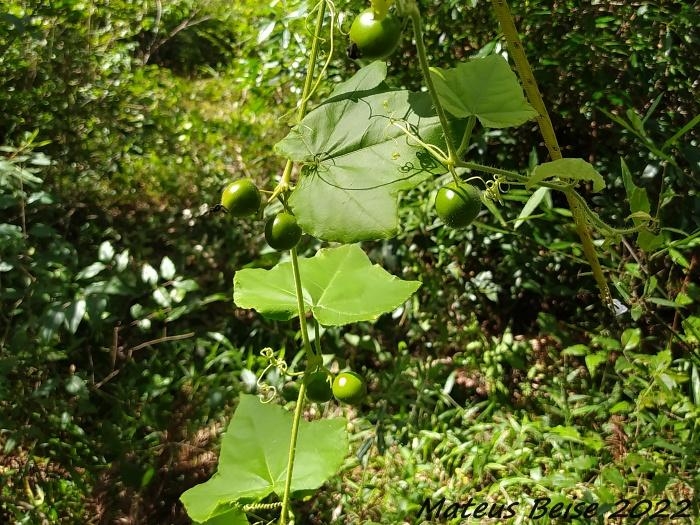 Cayaponia cabocla