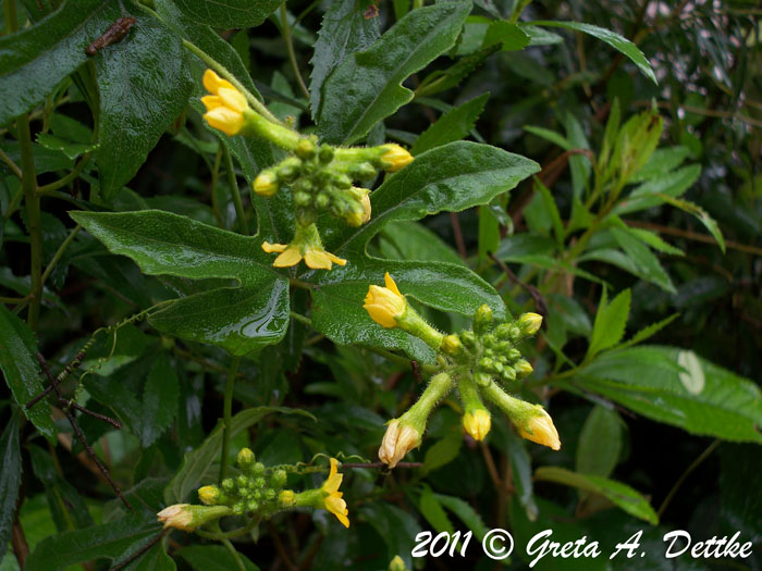 Apodanthera laciniosa