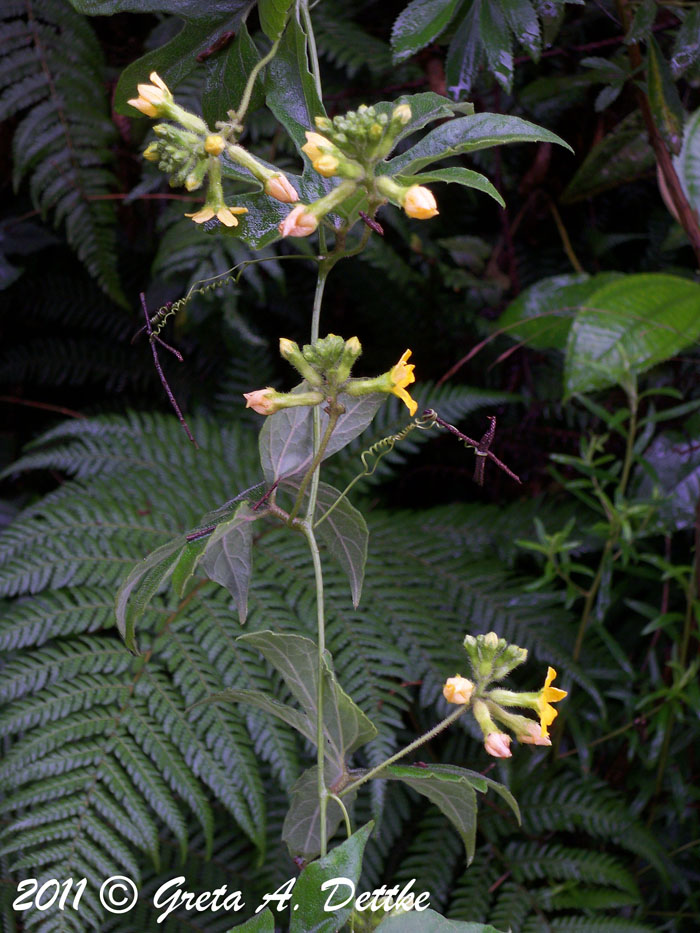 Apodanthera laciniosa