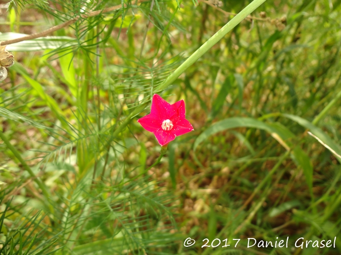 Ipomoea quamoclit