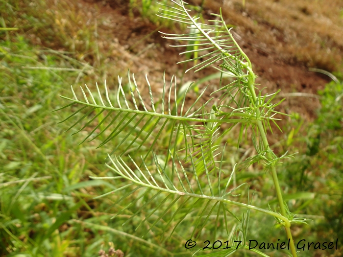 Ipomoea quamoclit