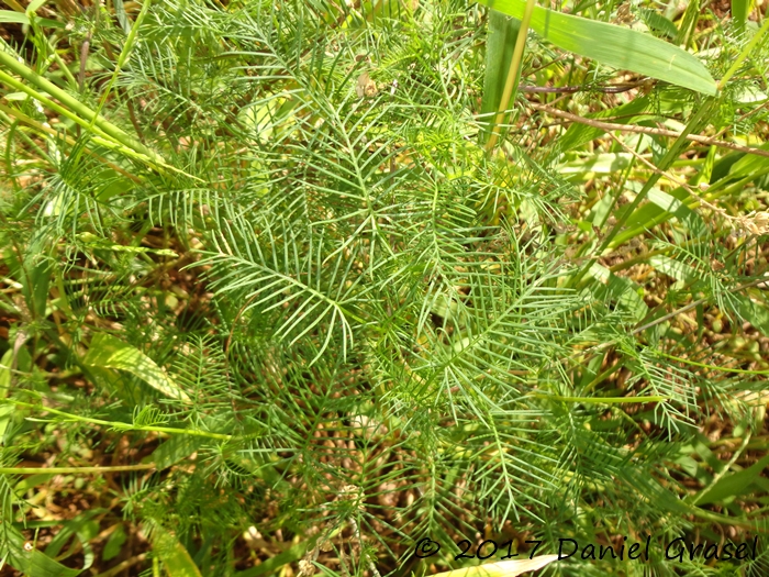 Ipomoea quamoclit