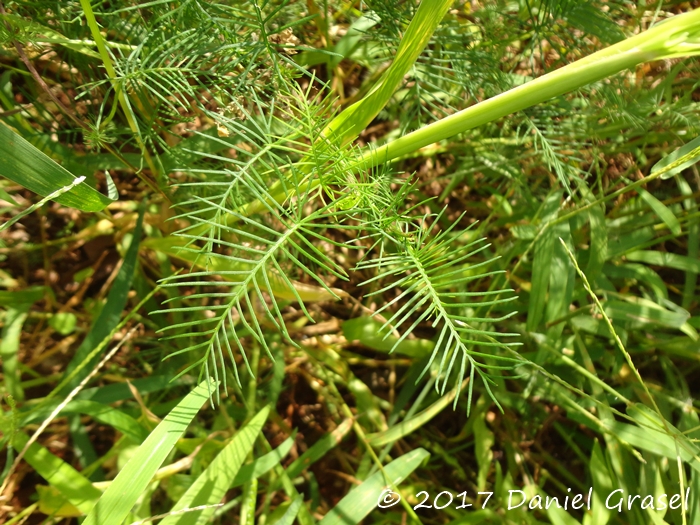 Ipomoea quamoclit