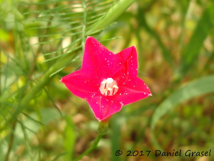 Ipomoea quamoclit