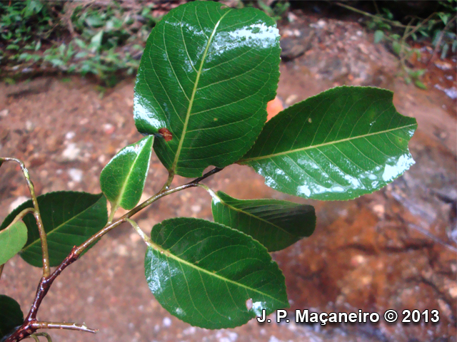 Cariniana estrellensis