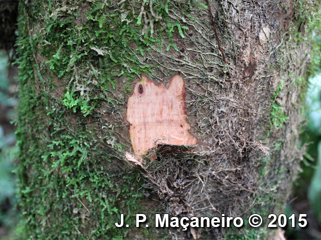 Cariniana estrellensis