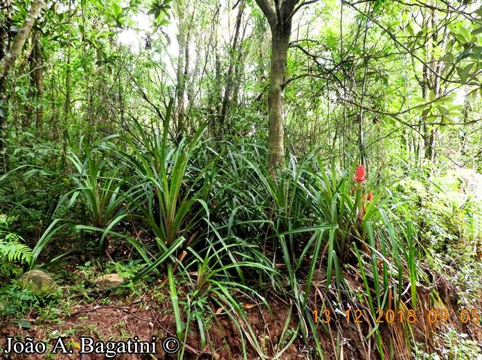 Ananas bracteatus