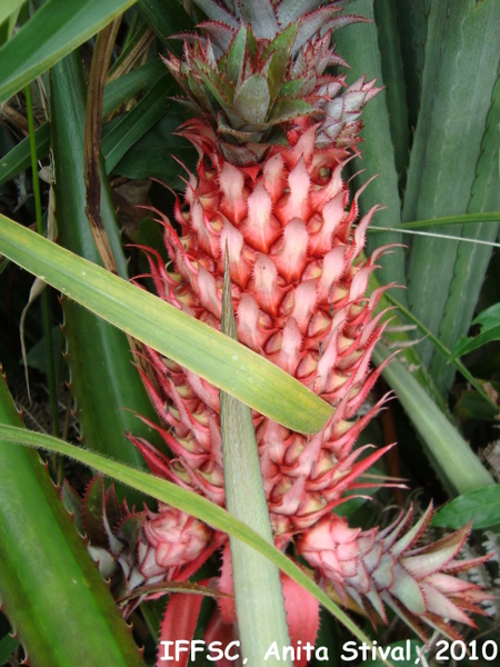 Ananas bracteatus