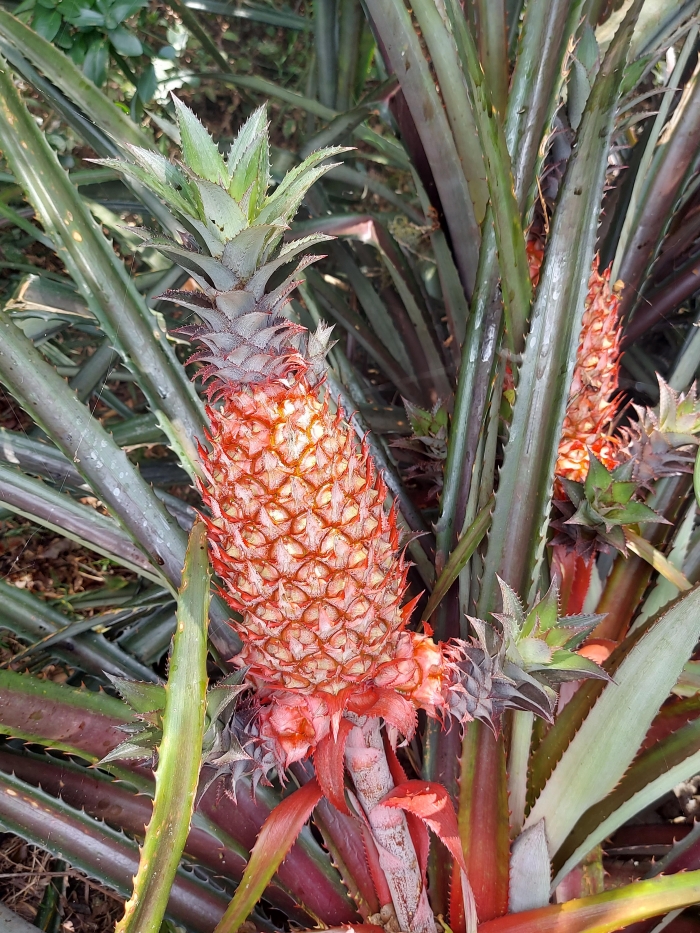 Ananas bracteatus