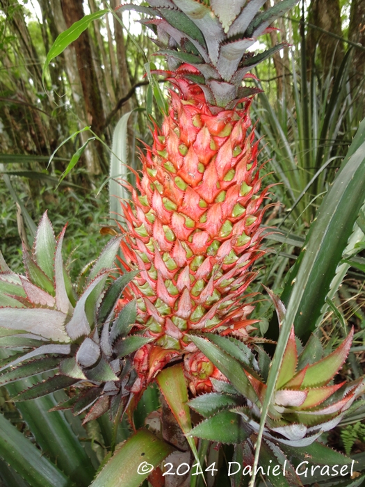 Ananas bracteatus