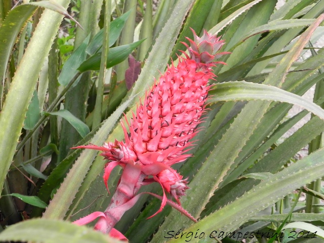 Ananas bracteatus