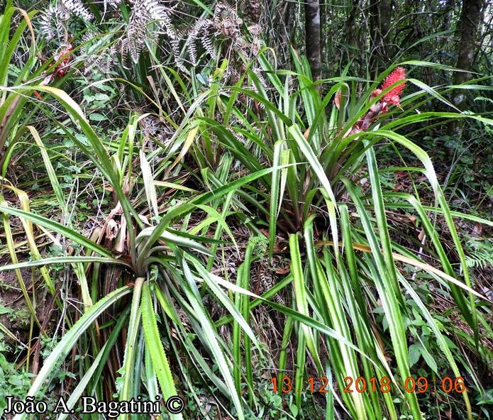 Ananas bracteatus