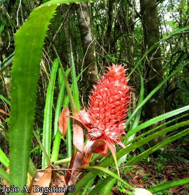 Ananas bracteatus