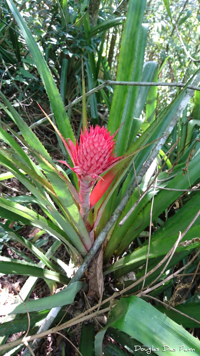 Ananas bracteatus