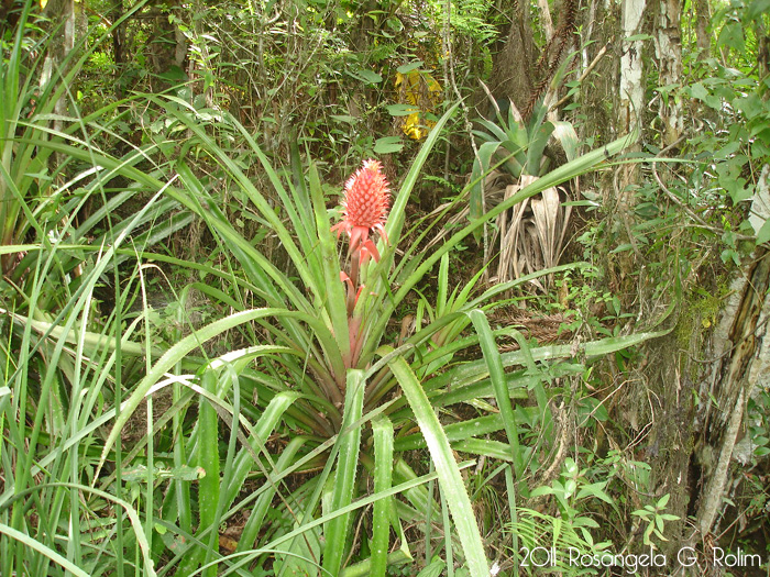 Ananas bracteatus